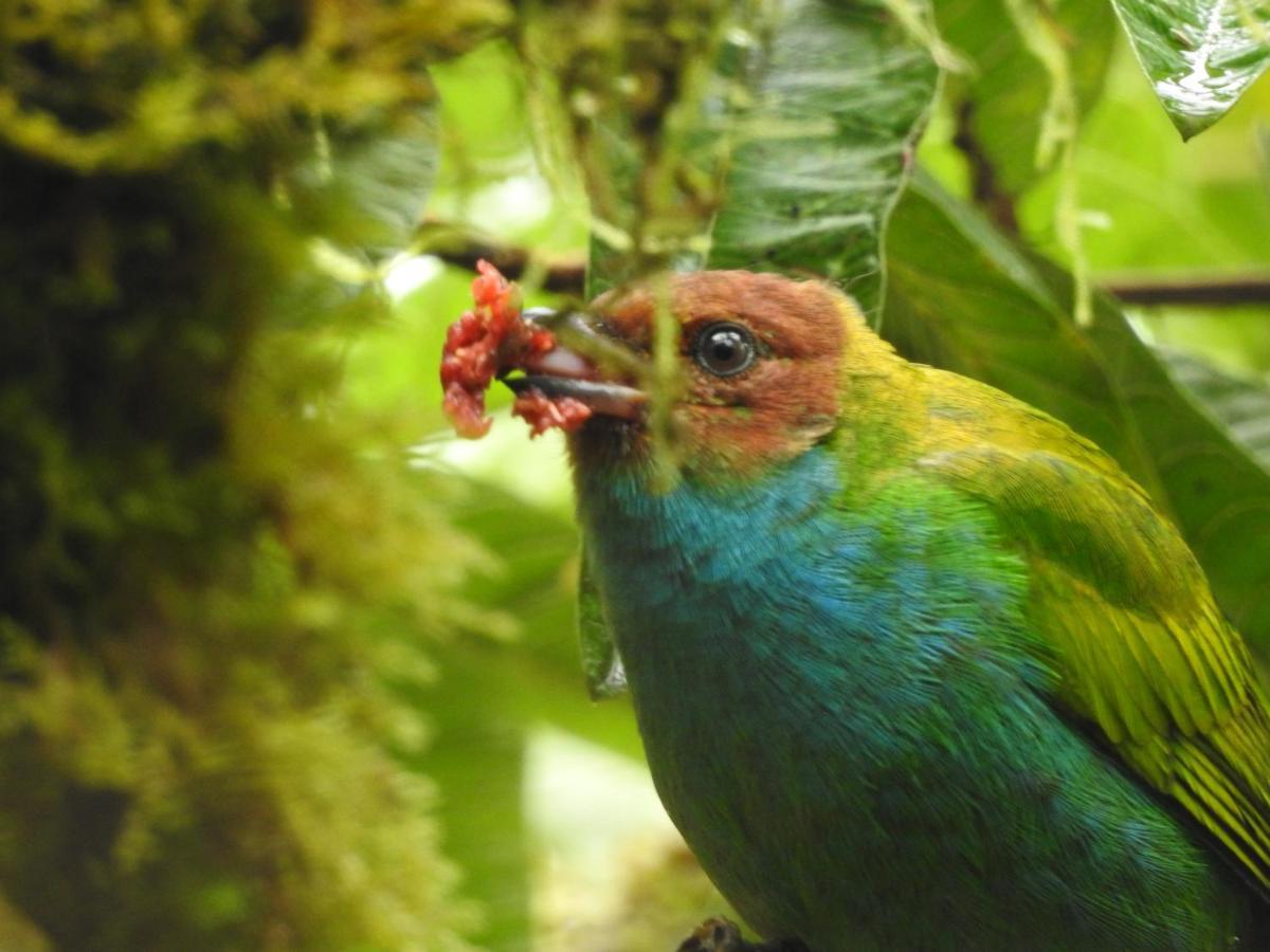 Biohostal Mindo Cloud Forest Zewnętrze zdjęcie
