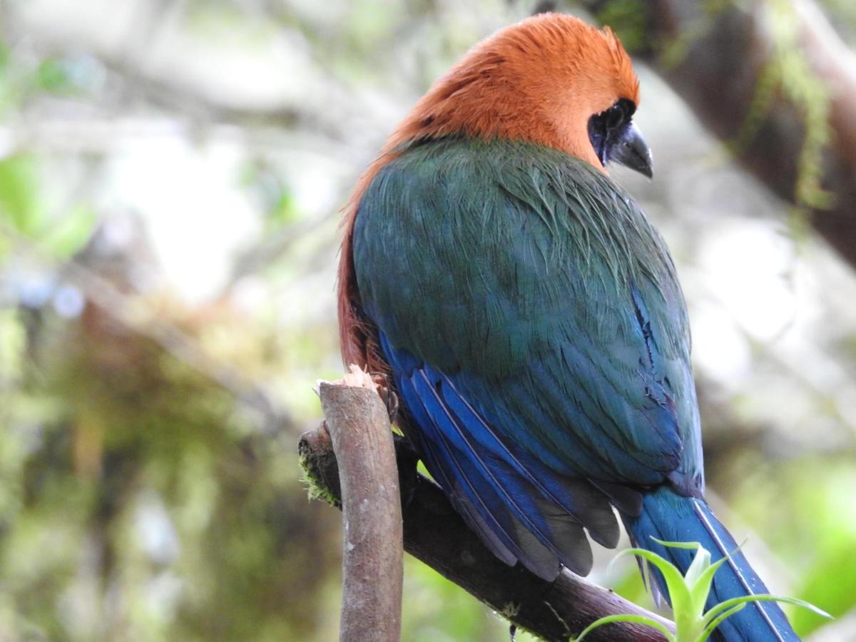 Biohostal Mindo Cloud Forest Zewnętrze zdjęcie
