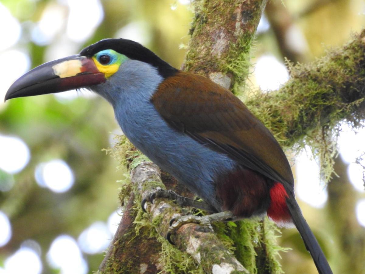 Biohostal Mindo Cloud Forest Zewnętrze zdjęcie