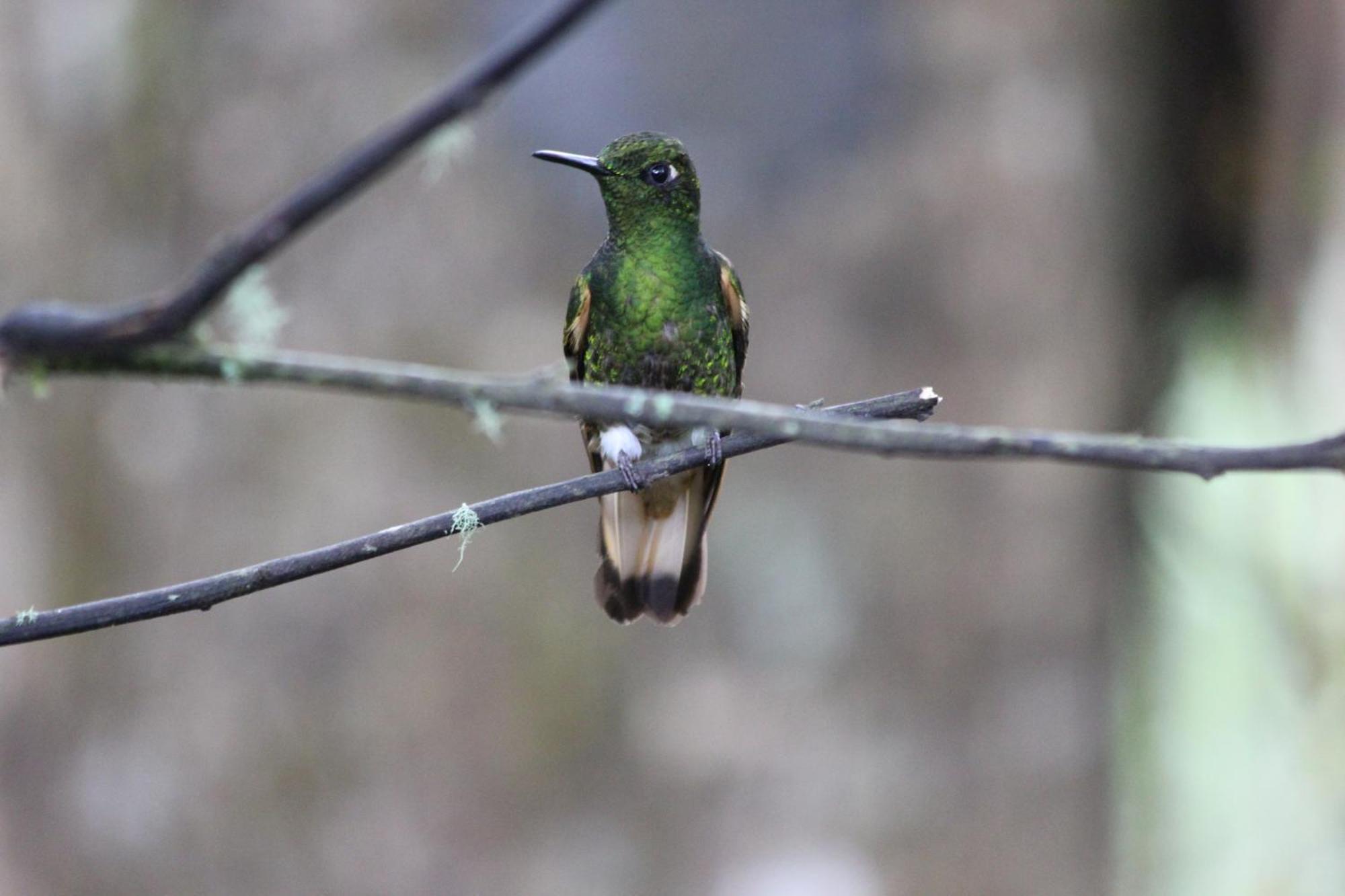 Biohostal Mindo Cloud Forest Zewnętrze zdjęcie