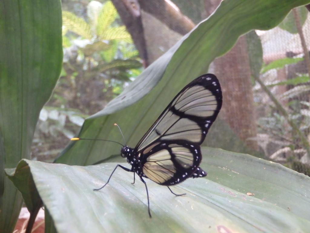 Biohostal Mindo Cloud Forest Zewnętrze zdjęcie