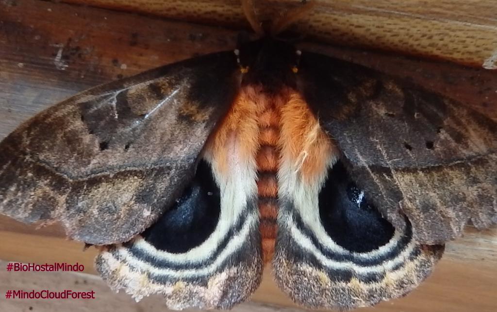 Biohostal Mindo Cloud Forest Zewnętrze zdjęcie