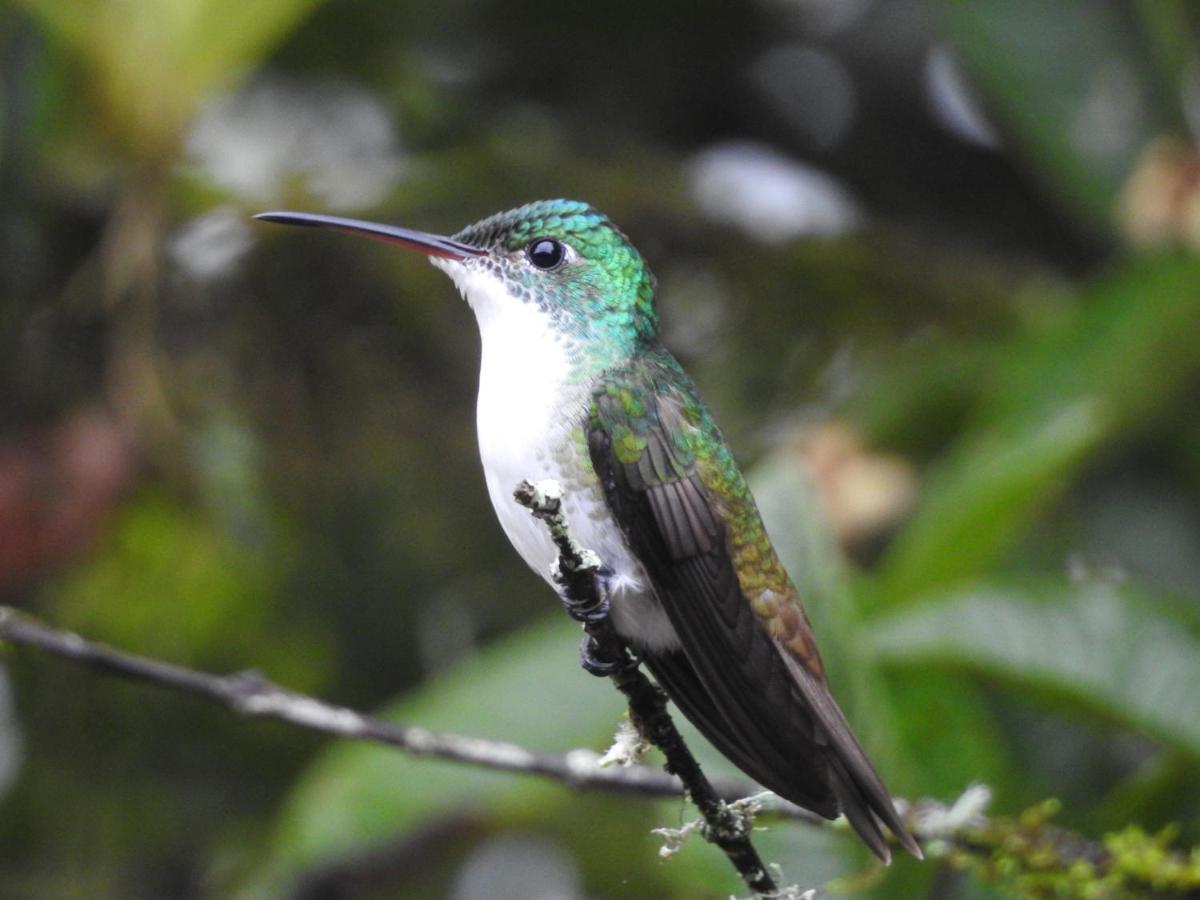 Biohostal Mindo Cloud Forest Zewnętrze zdjęcie
